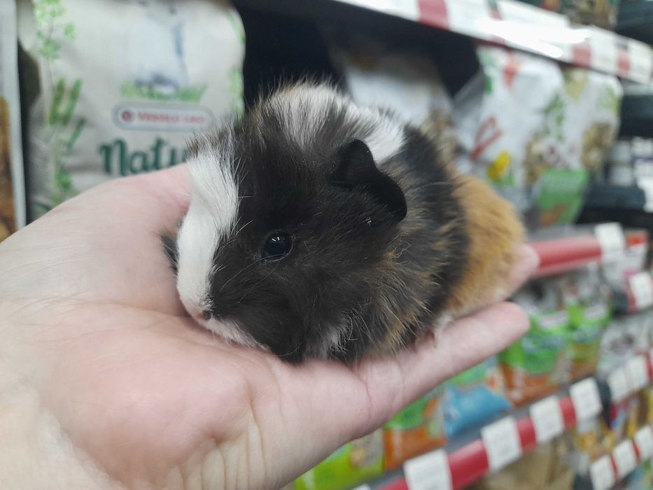 Морско свинче / свинчета късокосмести и дългокосмести на 1 месец