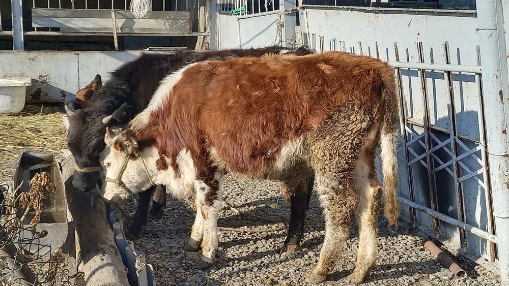 9 айлық 2 еркек бұзаулар сатылады.