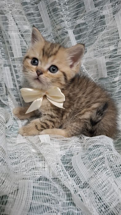 Котята от правильной вязки шиншилла