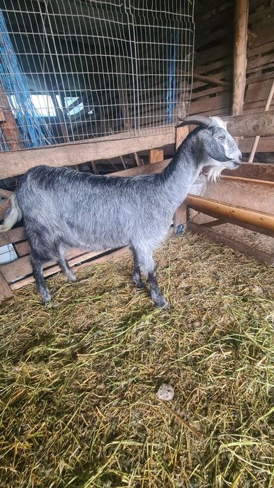 Disponibile 2 capre