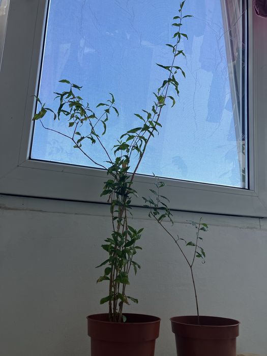 Plante apartament Monstera, cactusi, Kalanchoe, planta cauciuc, ficus Benjamina