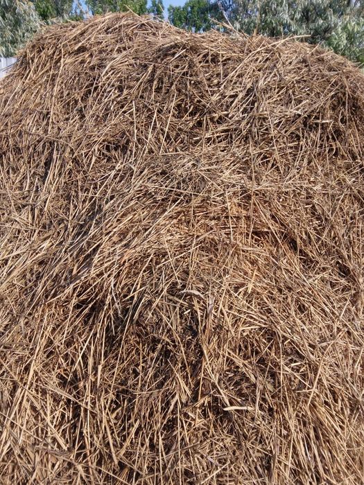 Пашын және сабындык