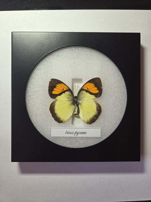 Препарирани пеперуди в рамка