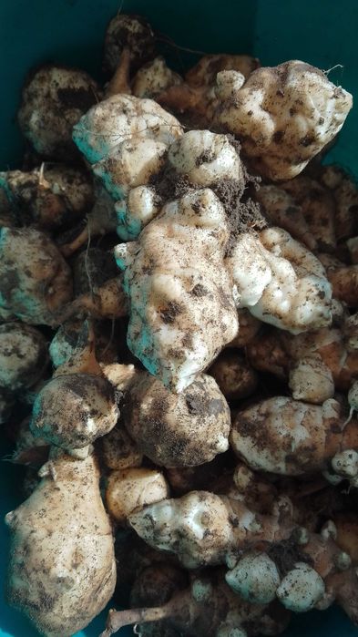 Vând topinambur alb