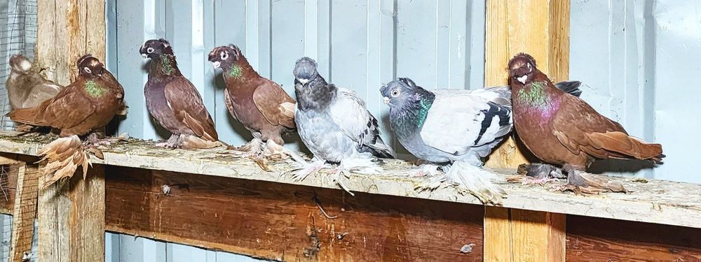 Продаются голуби