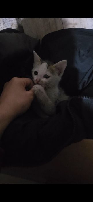 Отдам в добрые руки