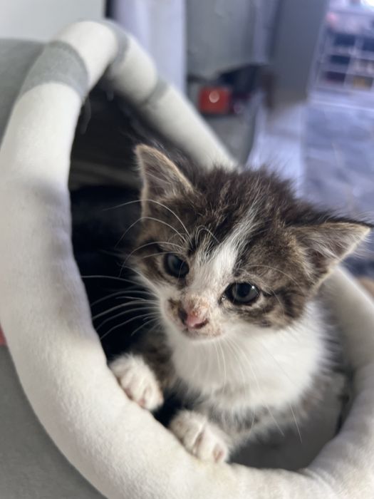 Кошка домашняя пушистый