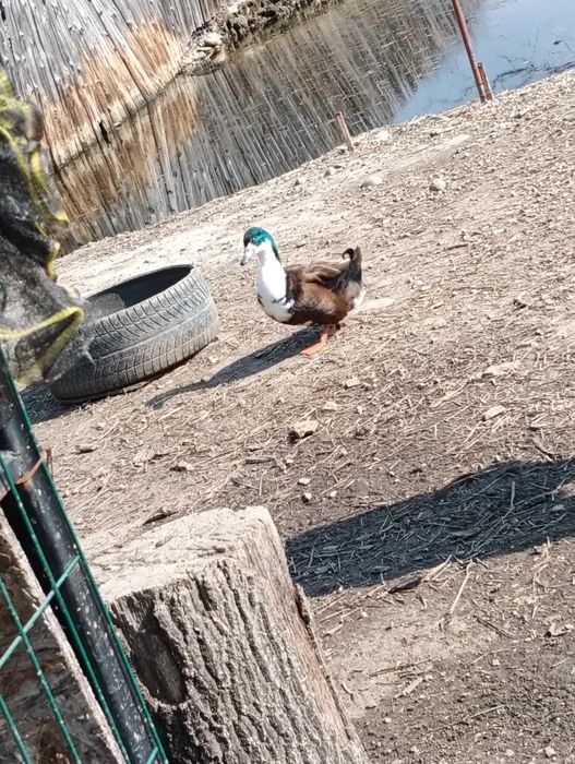 Vând rățoi tineri