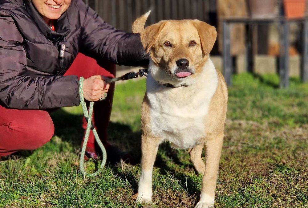 Търси се дом за Бела