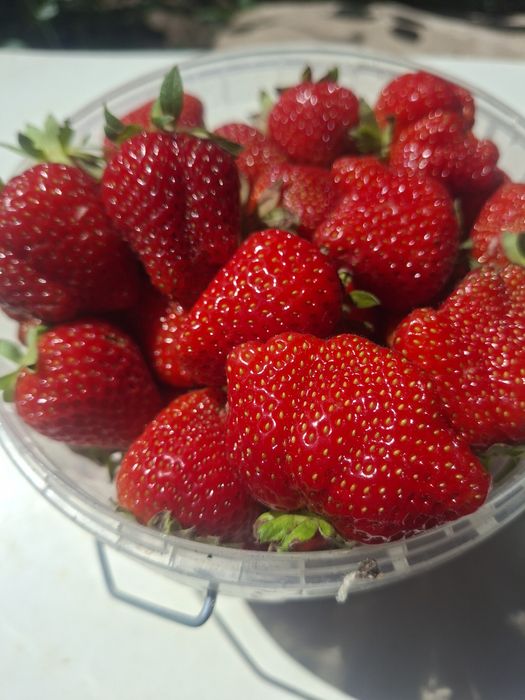 Продам клубнику.