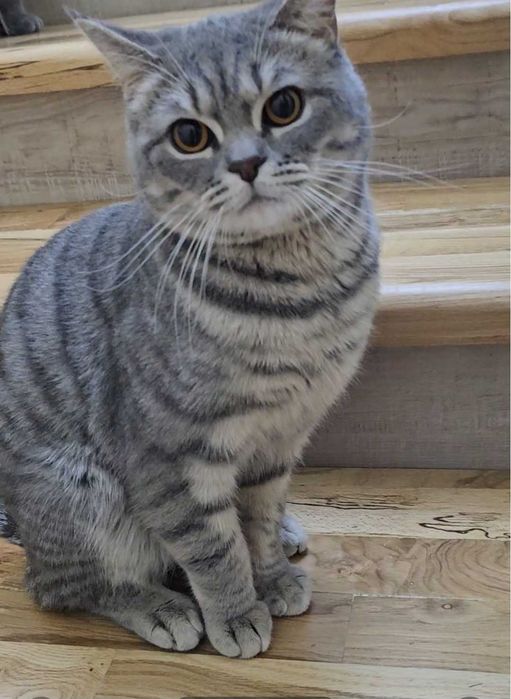 Parodali erkak mushuk sotiladi (Skottish strayt)