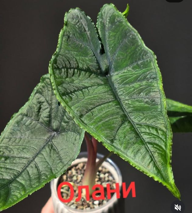 Вариегатные алоказии