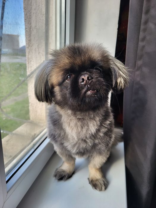 Ищем невесту для вязки