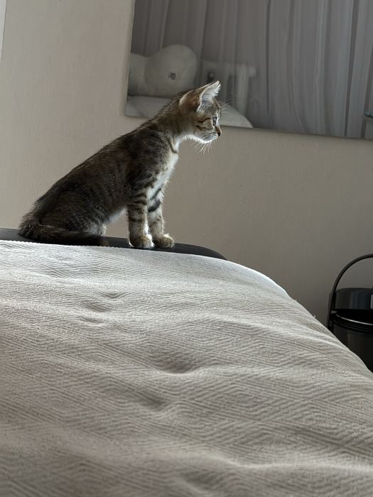 Котенок(девочка)