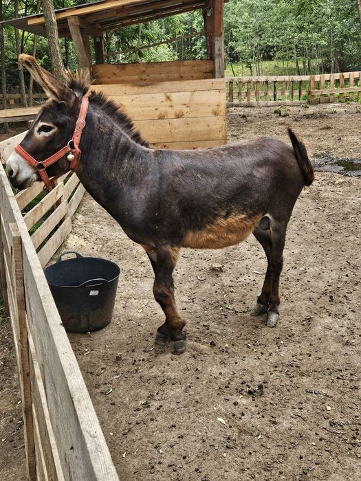 Magar de vanzare
