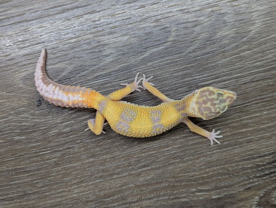 Продавам леопардови гекони