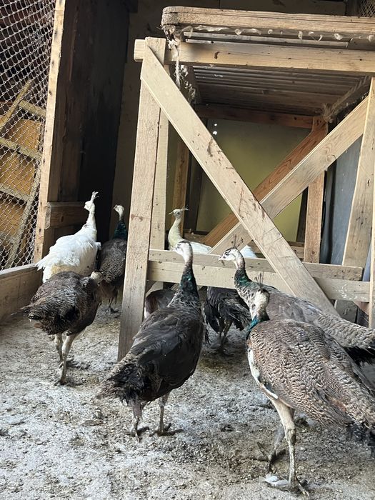 Продажба на пауни