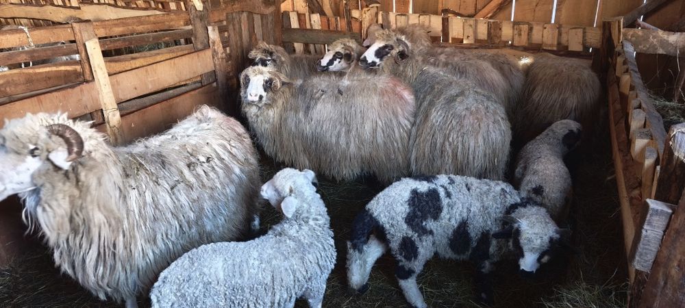 Vănd oi cu mieii!!!