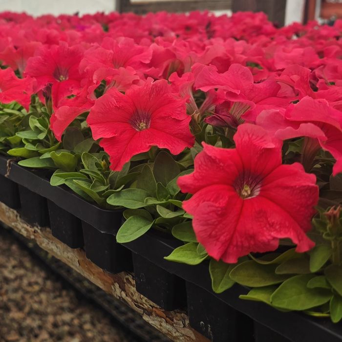 Петуния рассада цветов