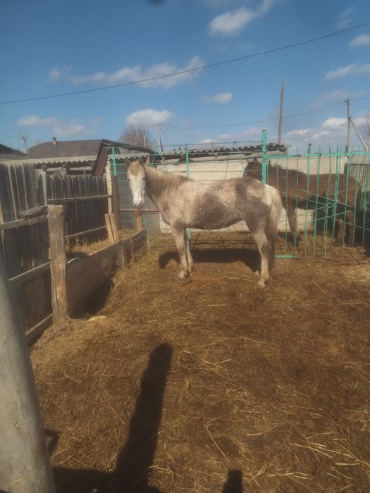 Продам кобылу жирная с откорма