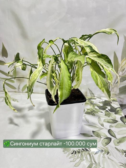 Рускус, Муррайя, Калатея и др