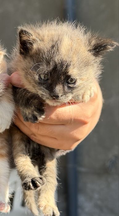 Отдам котенка в добрые руки