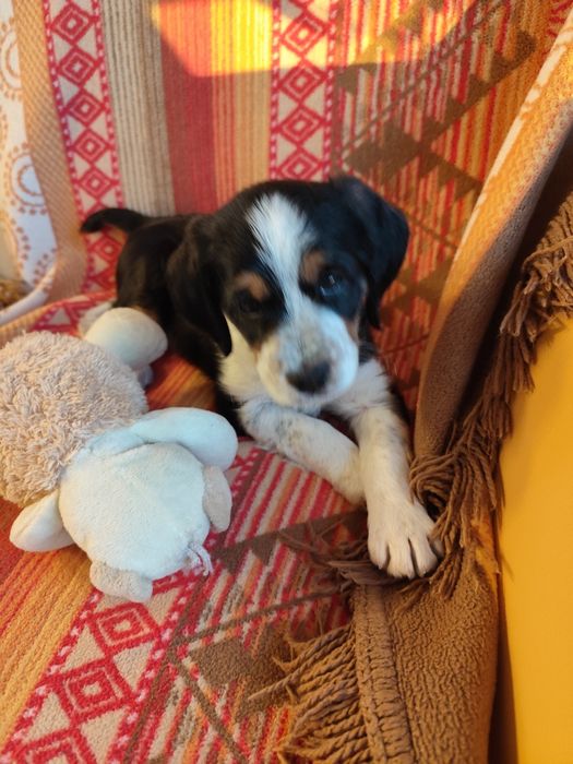 Красиво кученце бретон шпаньол