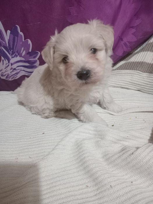 Catelus bichon maltez