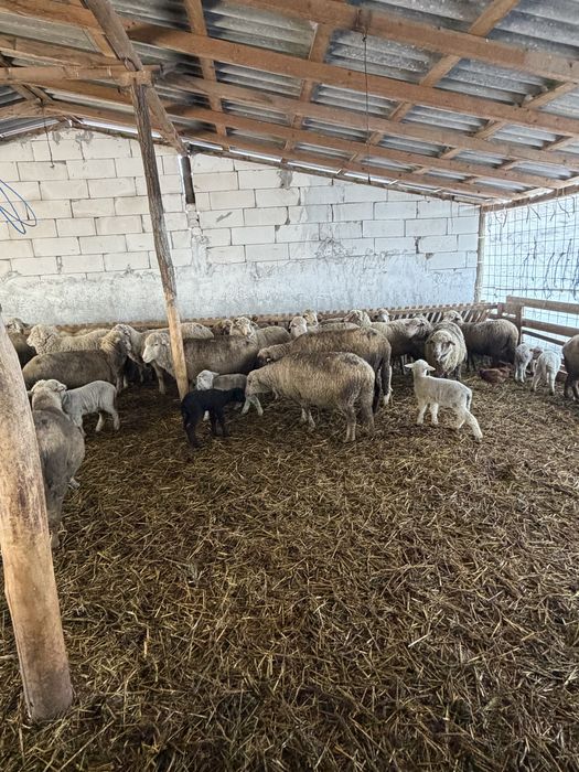 Oi cu miei si gestante