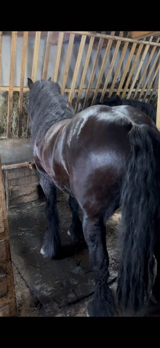 Armăsari negrii pentru monta sau de vânzare