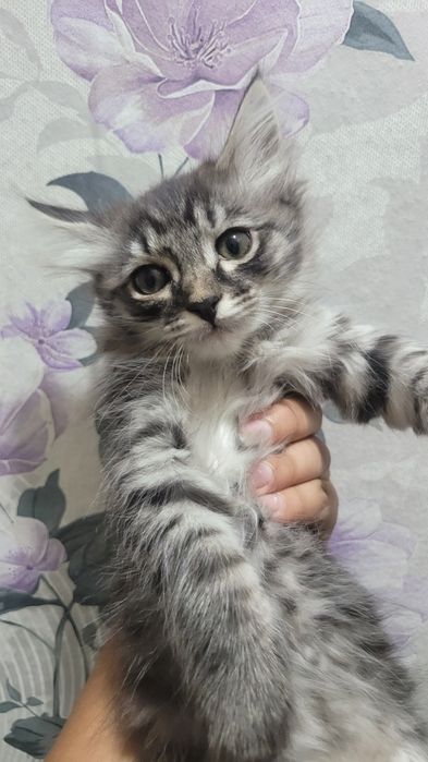 Отдам в хорошие руки котенка девочка