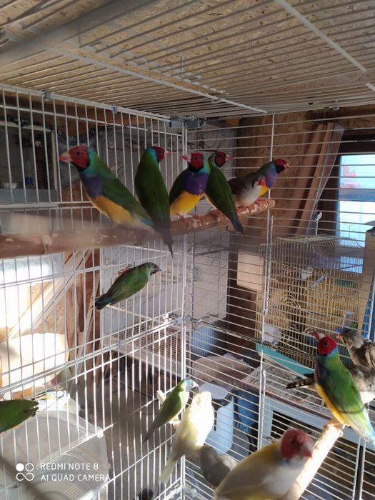 Продам птиц Амадины Гульда