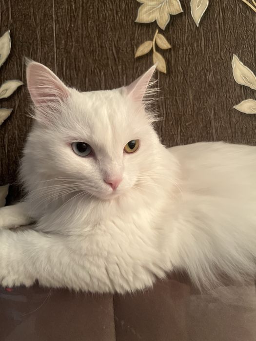 Котенок Ван 5000т