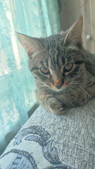 Отдадим котика очень красивый