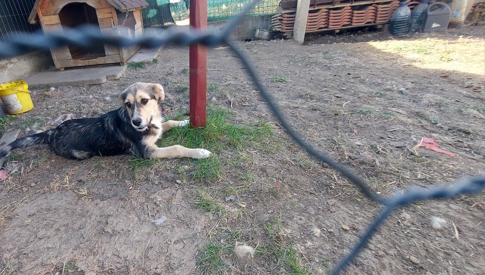 Donez cățelușa 5 luni.