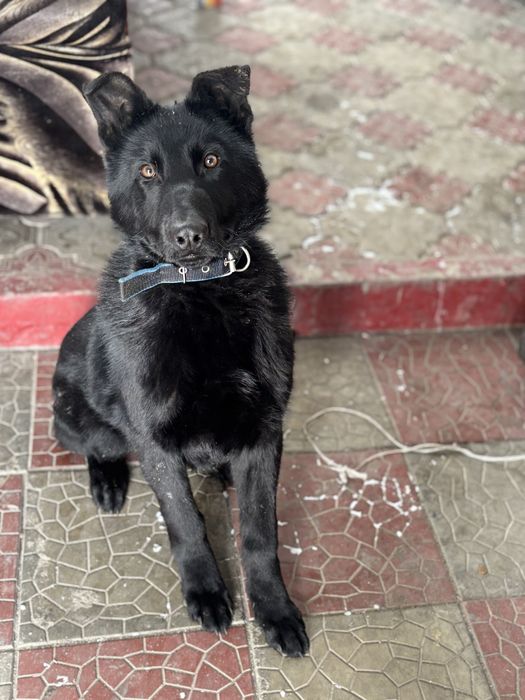 Продам немецкую овчарку