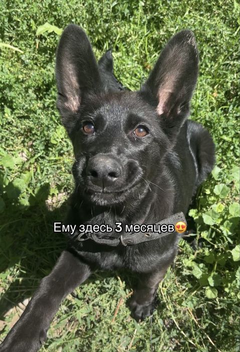 Красивый кобель ищет невесту