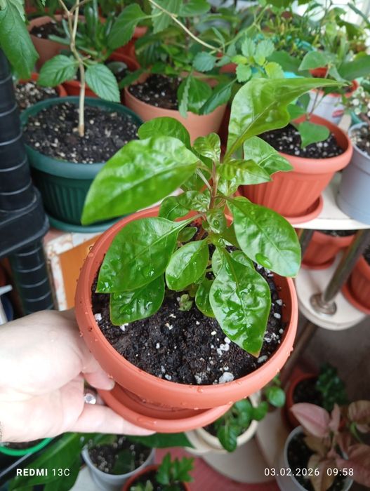 Продам цветы комнатные