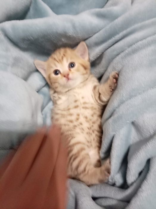 Шотландский прямоухо