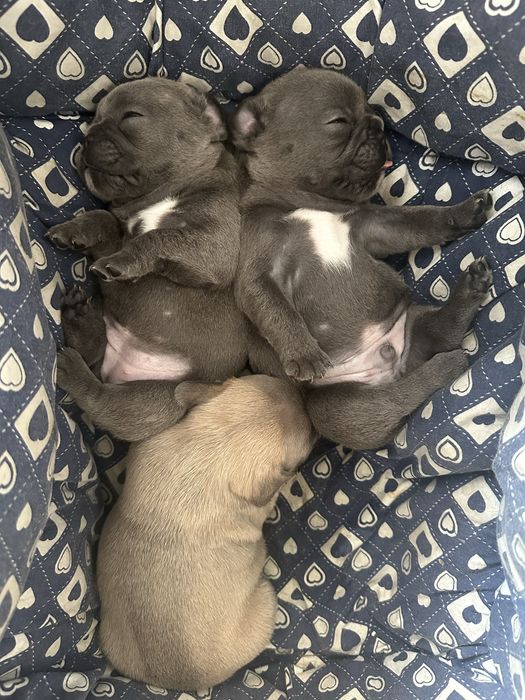 Щенки французский бульдог