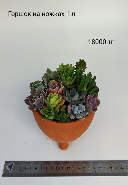 Композиции из суккулентов