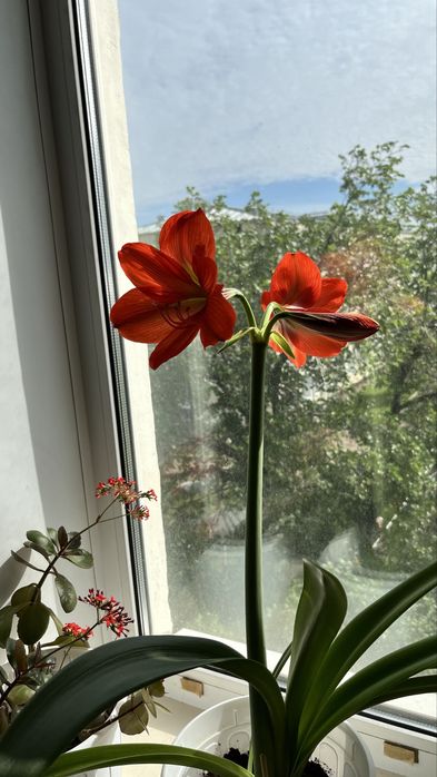 Продам Гиппеаструм