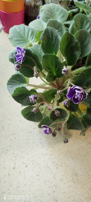 Trei violete africane triple.