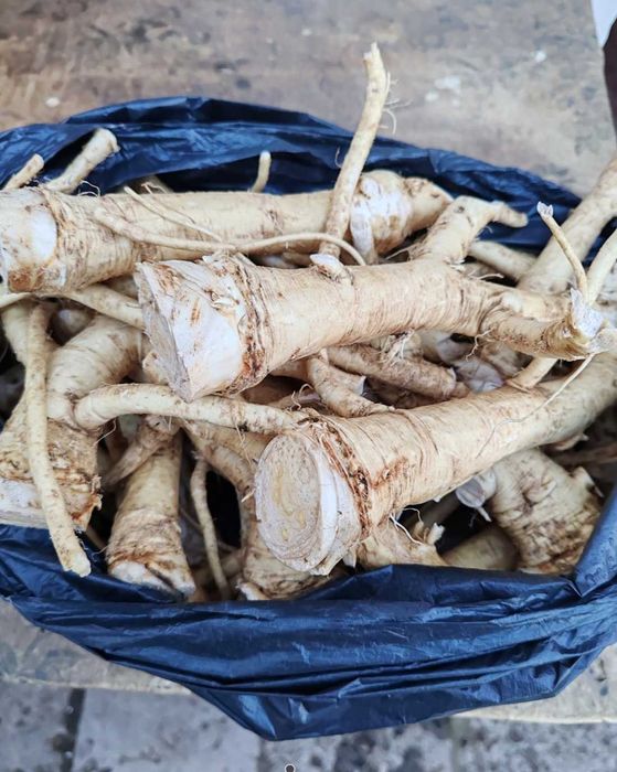 Корень хрена дачный