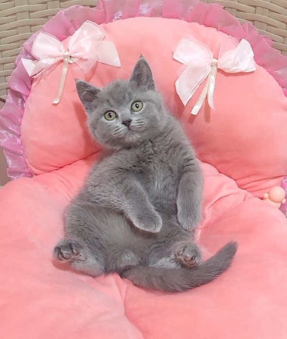 British shorthair