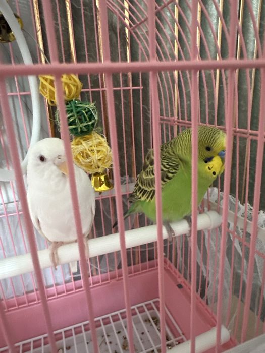 Продам 2 попугая с сеткой