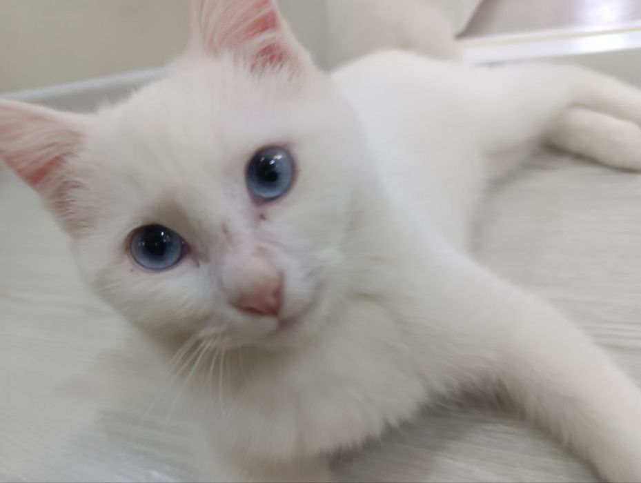 Отдам кота бесплатно