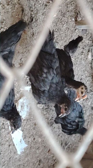 Toliq hd katta porno