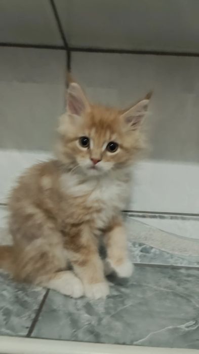 Котята Мейкунята