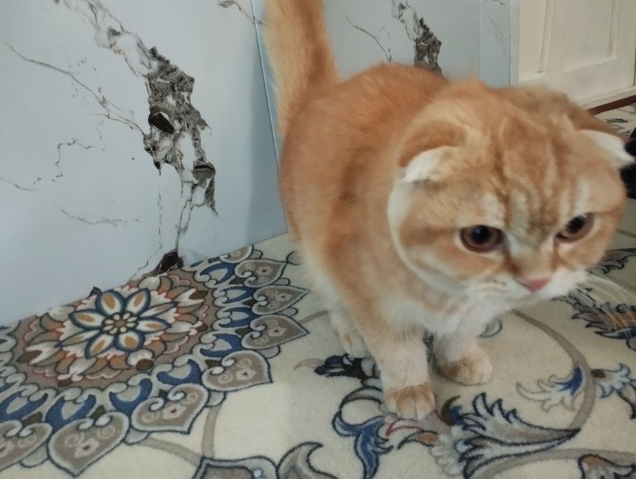 Scotish fold zotli mushuk sotiladi tozza zotli xojatga oʻrgangan